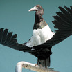 Storks